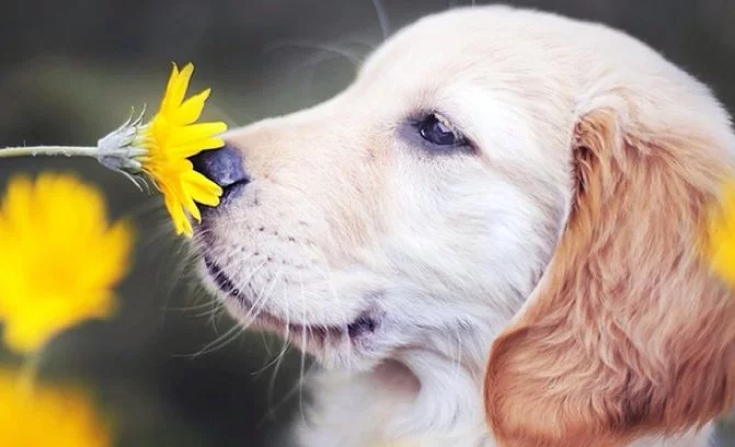 dog-smelling-flowers.webp