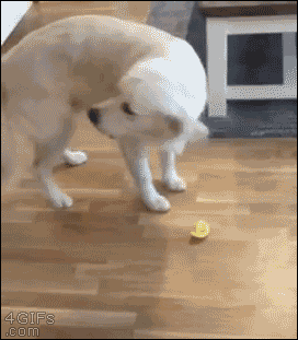 Dog-tastes-lemon.gif