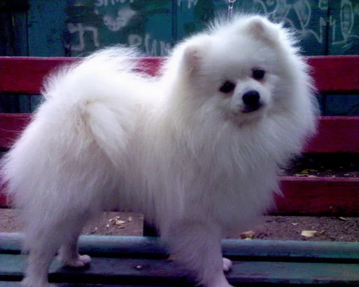 Dog_2.webp