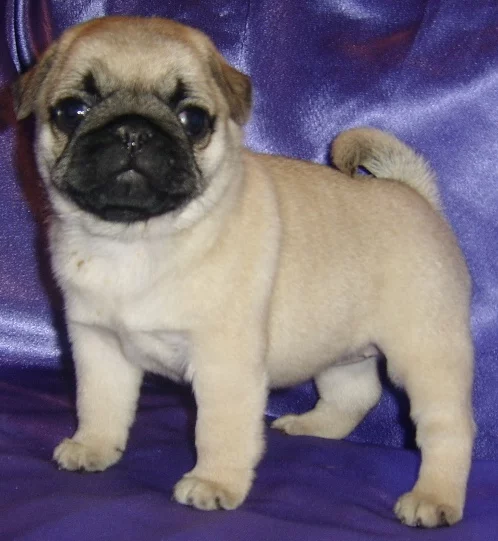 Dog_6.webp