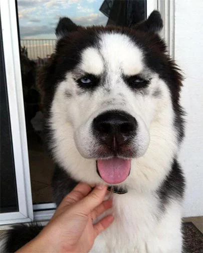 dog_ate_bee_stung.webp