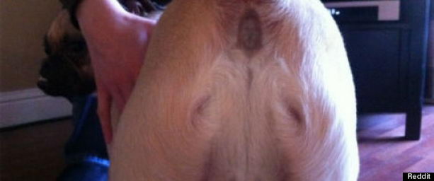 dog_jesus.jpg