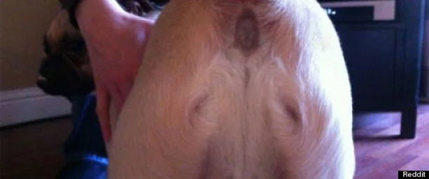 dog_jesus.webp