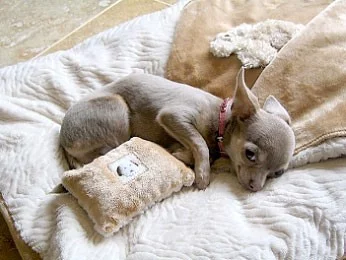 dog_std.webp