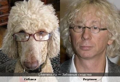 Dog_Ukupnik.webp