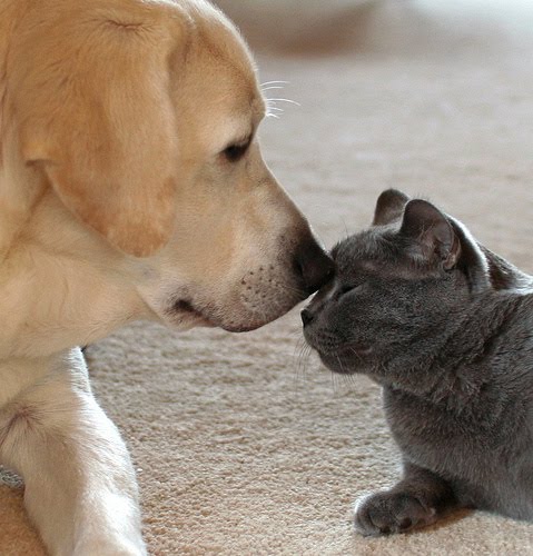 DogCatCute.jpg