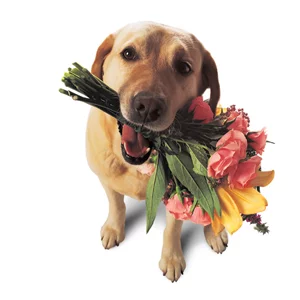 dogFlowersAfter.webp