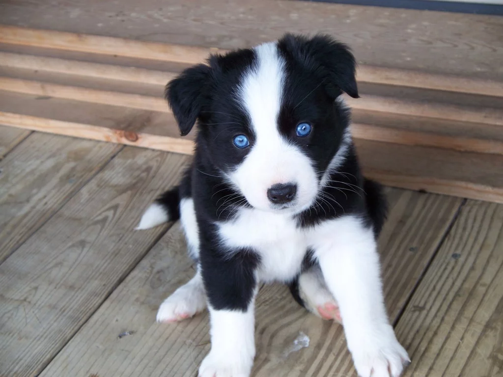 Doggy.webp
