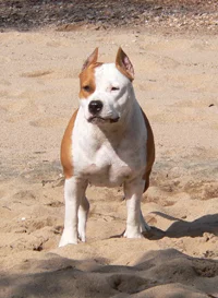 dogKEX376-4.webp