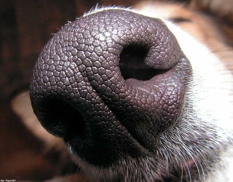 dognose.webp