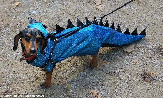 dogs-9.webp