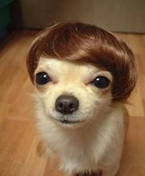 dogs_02.webp