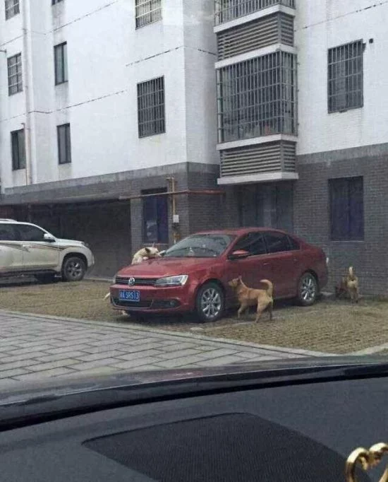 dogs_eat_car_01.webp