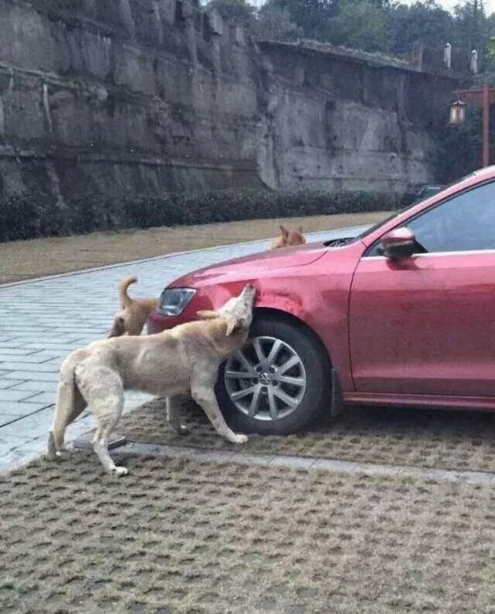 dogs_eat_car_02.webp