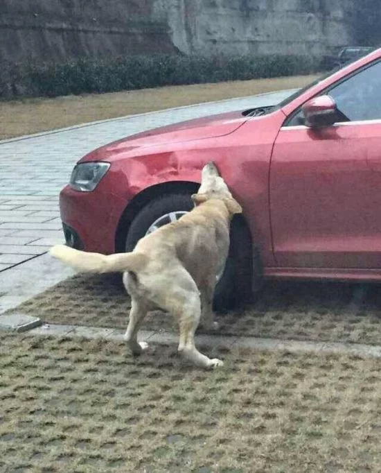 dogs_eat_car_03.webp