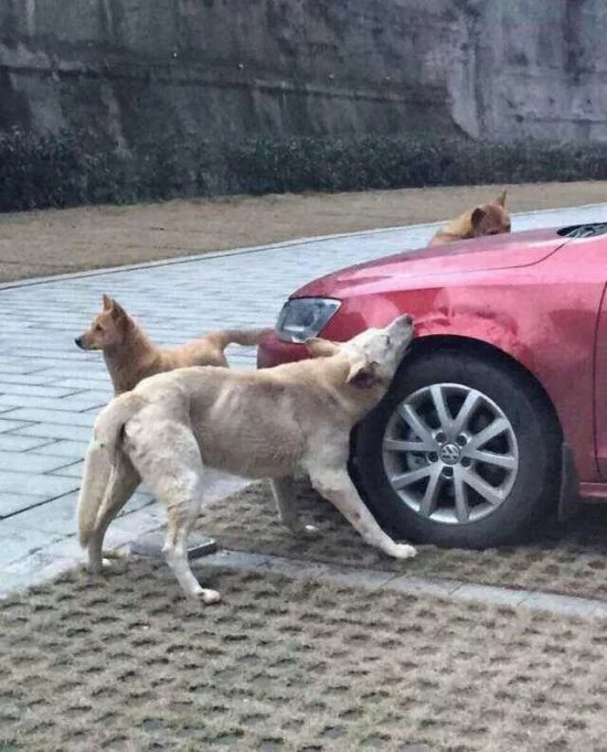 dogs_eat_car_04.webp