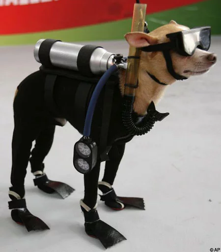 dogscubaAP_450x512.webp
