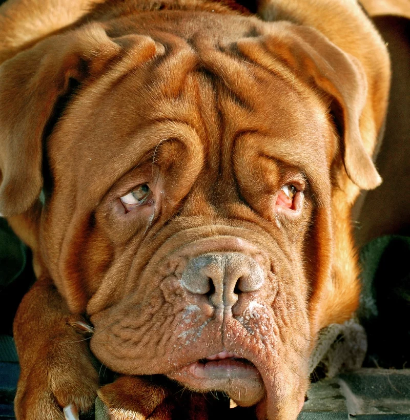 doguedebordeaux_big_3.webp