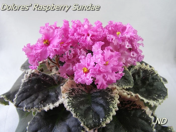dolores_raspberry_sundae_154.webp