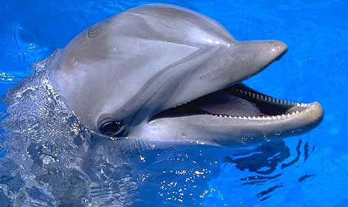 dolphin-face.webp