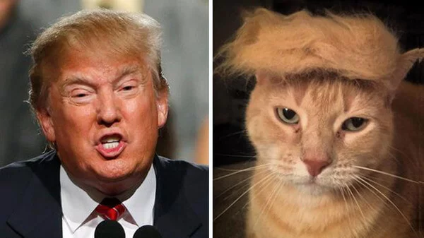 donald-trump-funny-look-alike-7__700.webp