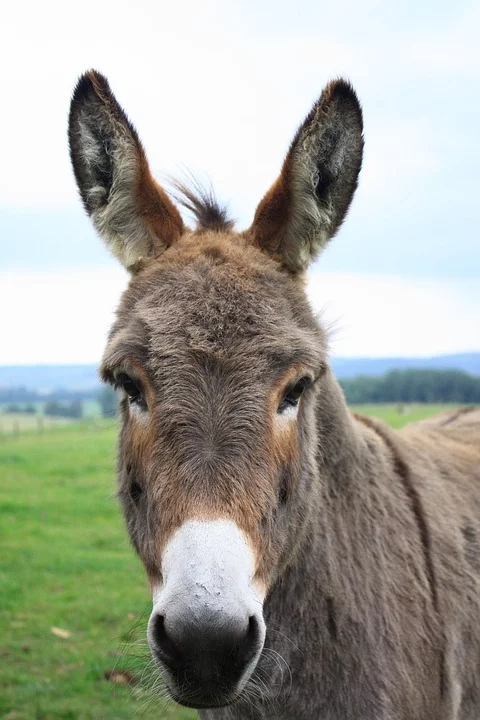 donkey-2095513_960_720.webp