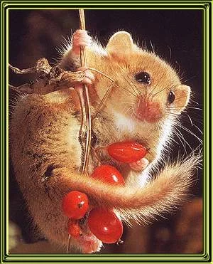 dormouse.webp