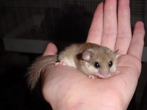 dormouse_on_hand.webp