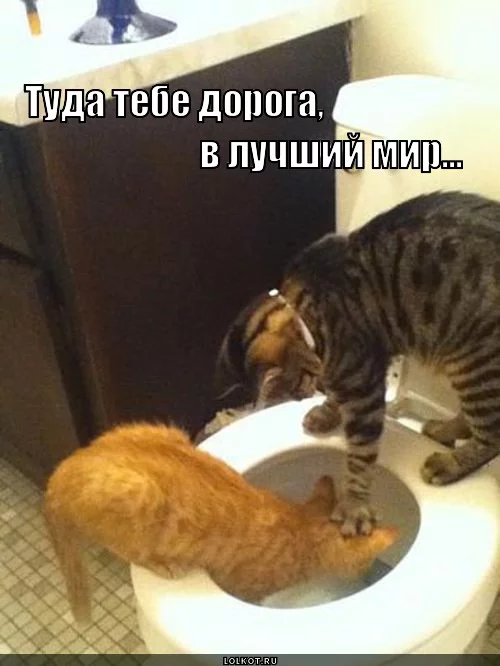 doroga-v-luchshiy-mir_1355373208.webp
