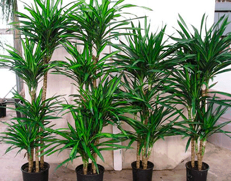 dracena_uhod_v_domashnih_uslovijah.gif