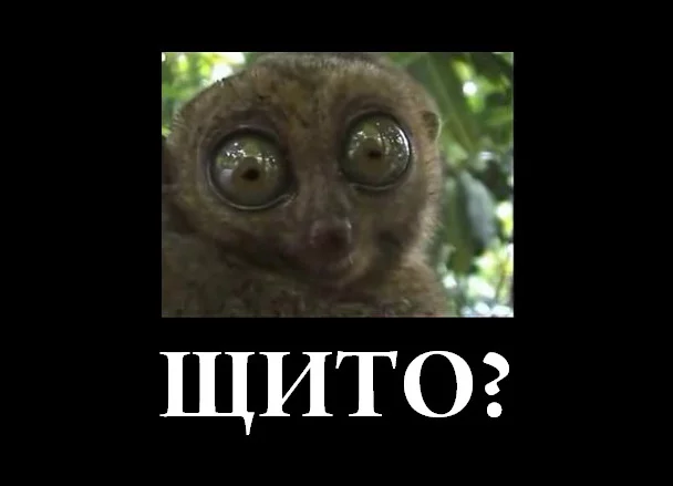 Dramatic_Bushbaby.0-00-14.011.webp