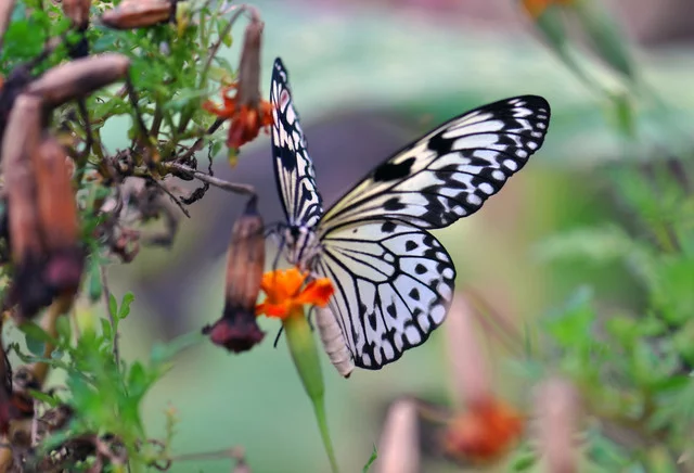 DSC-0191.webp