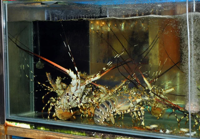 DSC-0905.webp