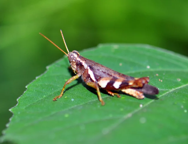 DSC-0927.webp