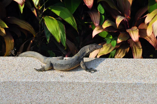 DSC-0949.webp