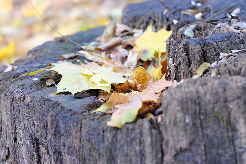 DSC-3760.webp