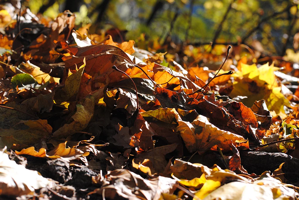DSC-3802.webp