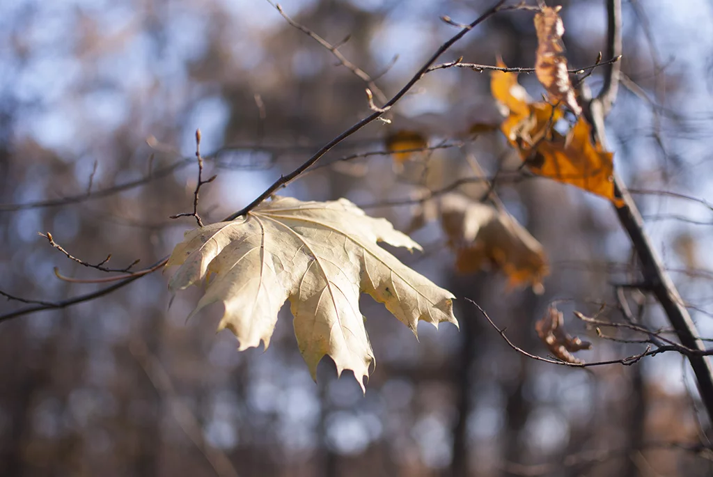 DSC-4234.webp