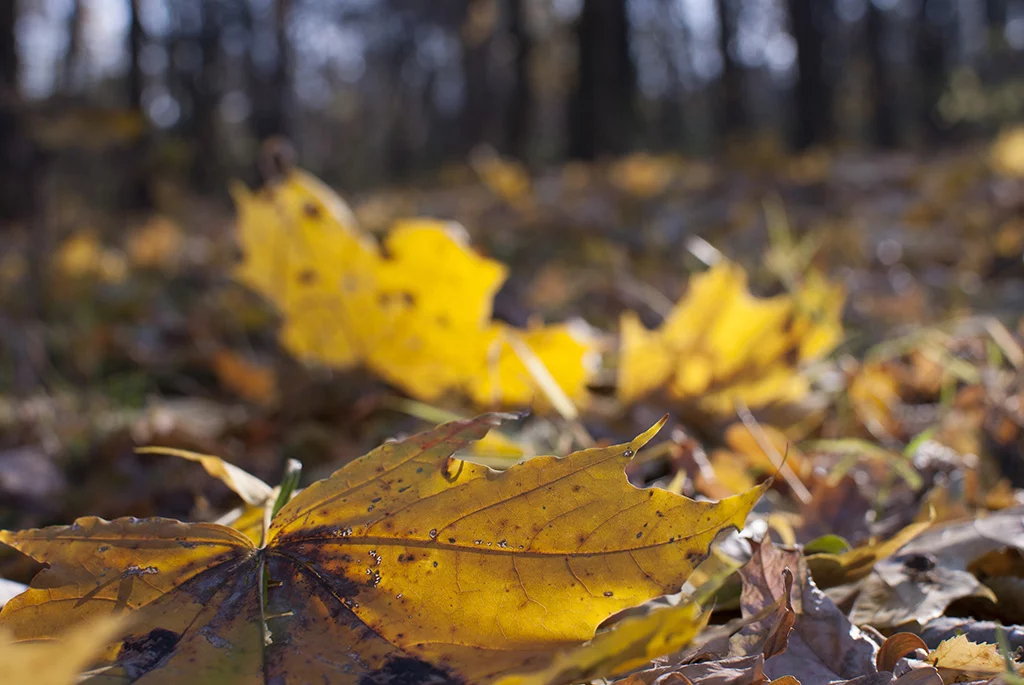 DSC-4252.webp