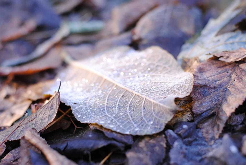 DSC-4472.webp