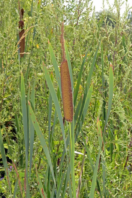 DSC-4814.webp