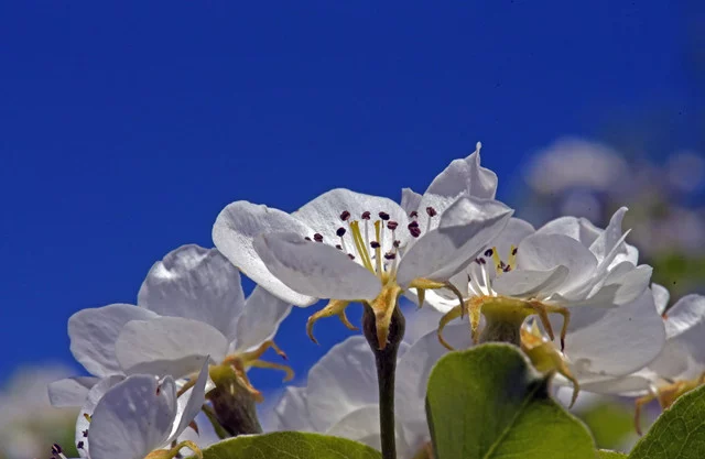 DSC-6111.webp