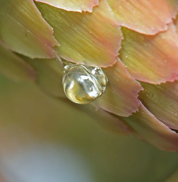 DSC-6290.webp