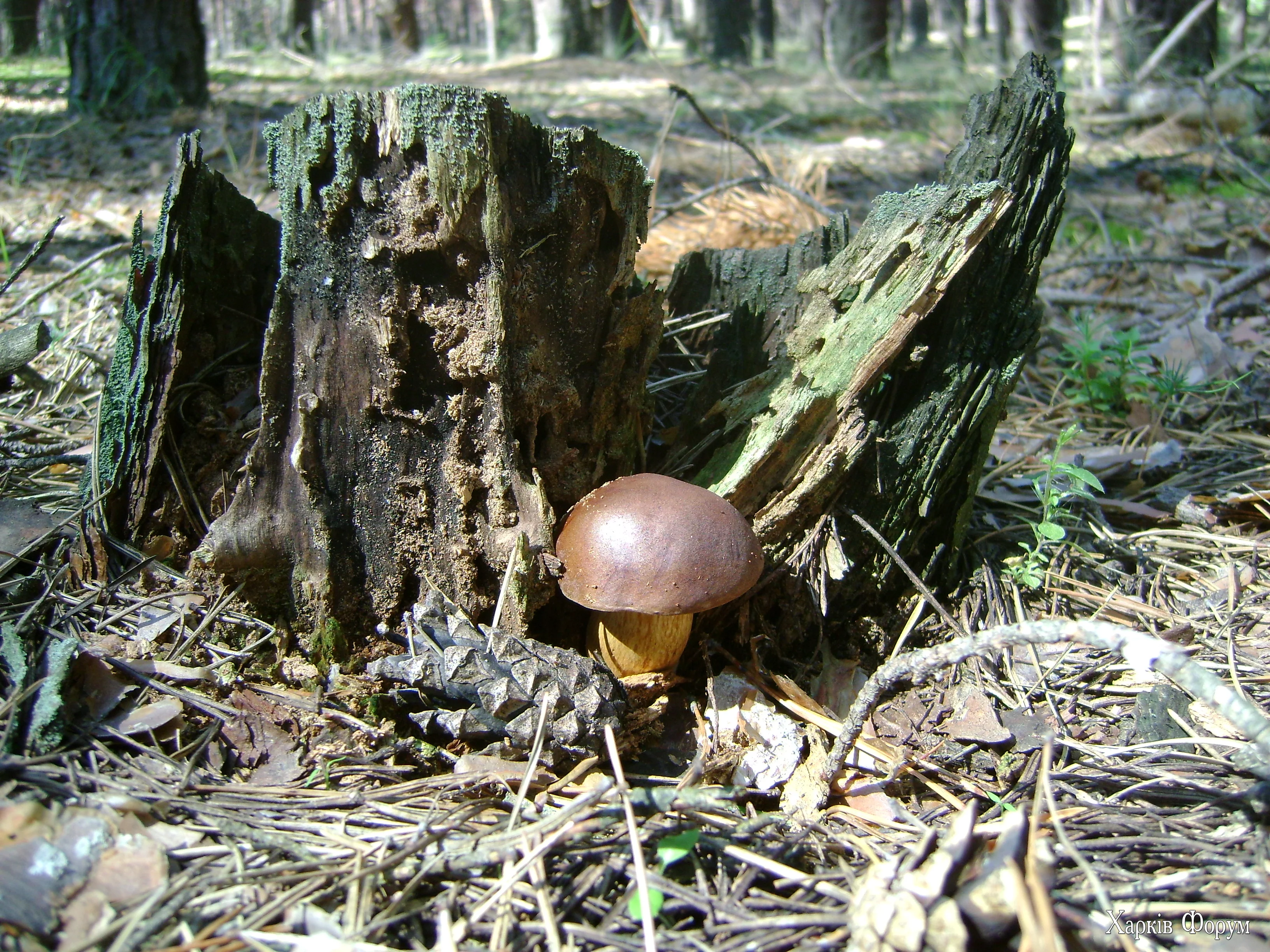 DSC08290.webp