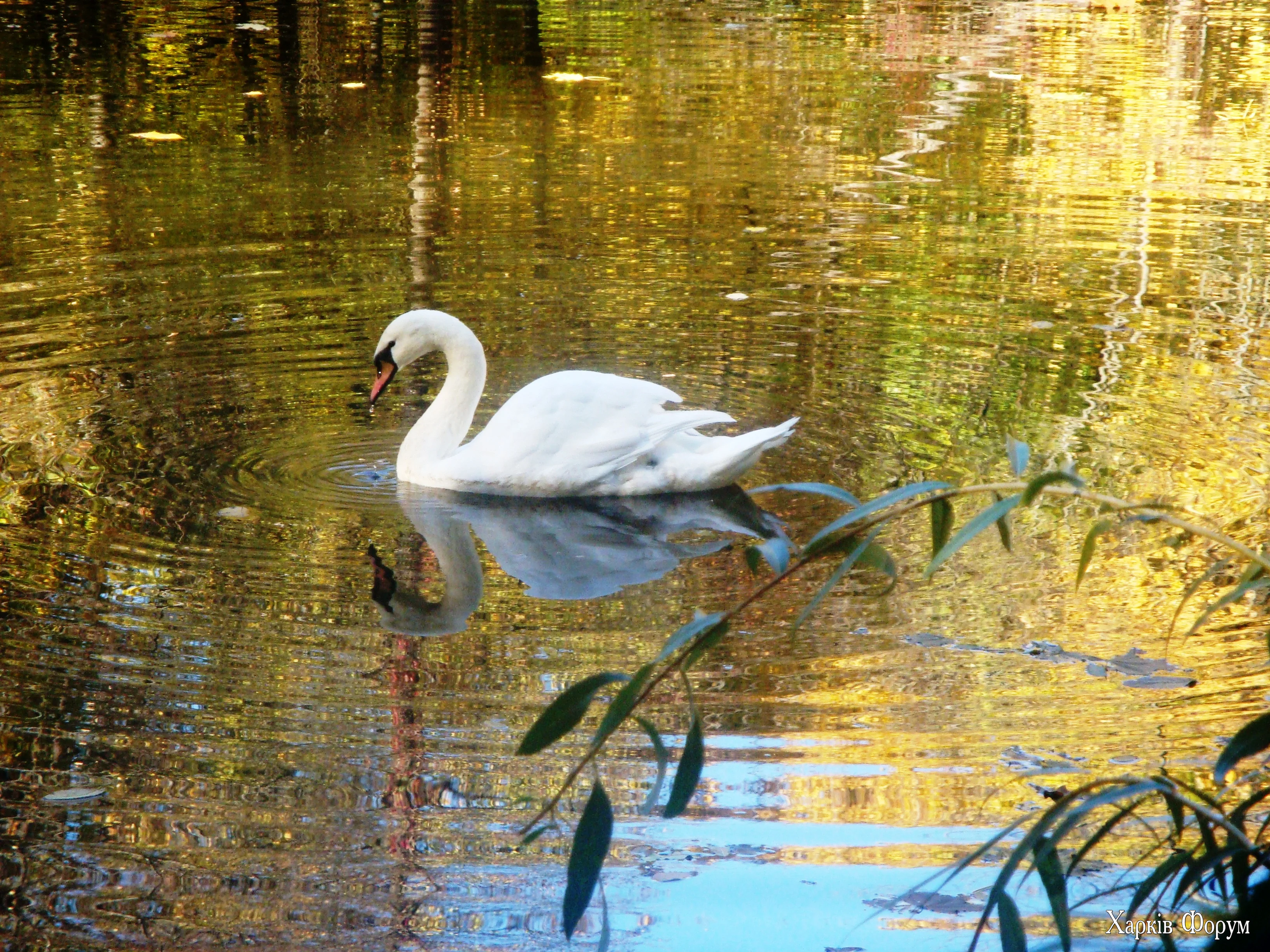 DSC08965.webp