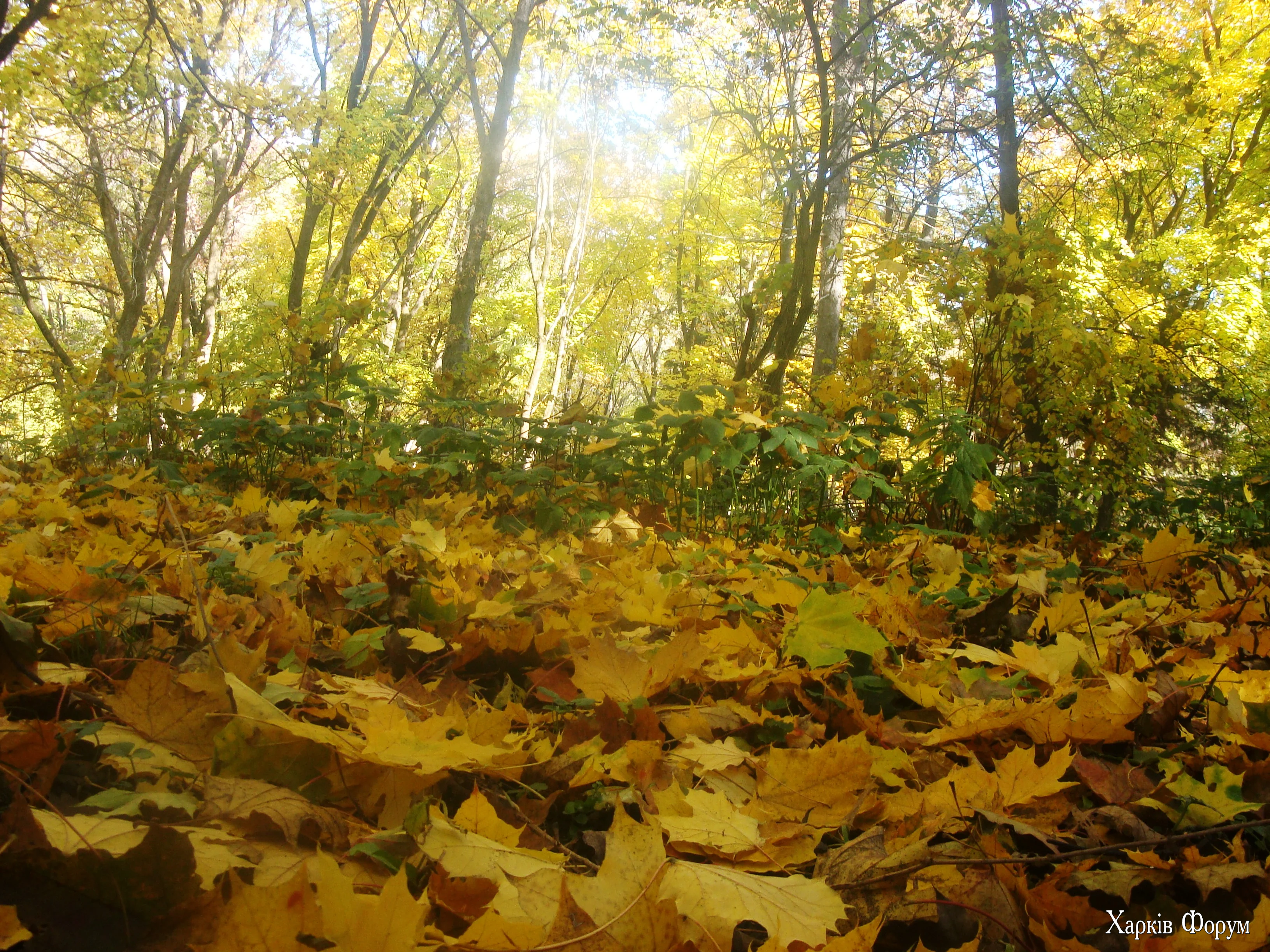 DSC08981.webp