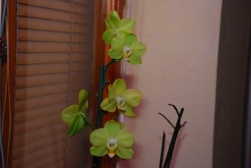 DSC_0001_000.webp