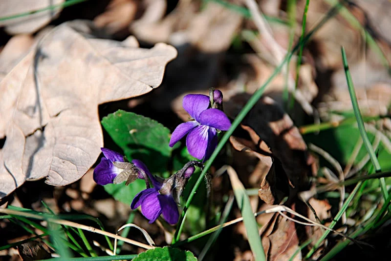DSC_0033.webp