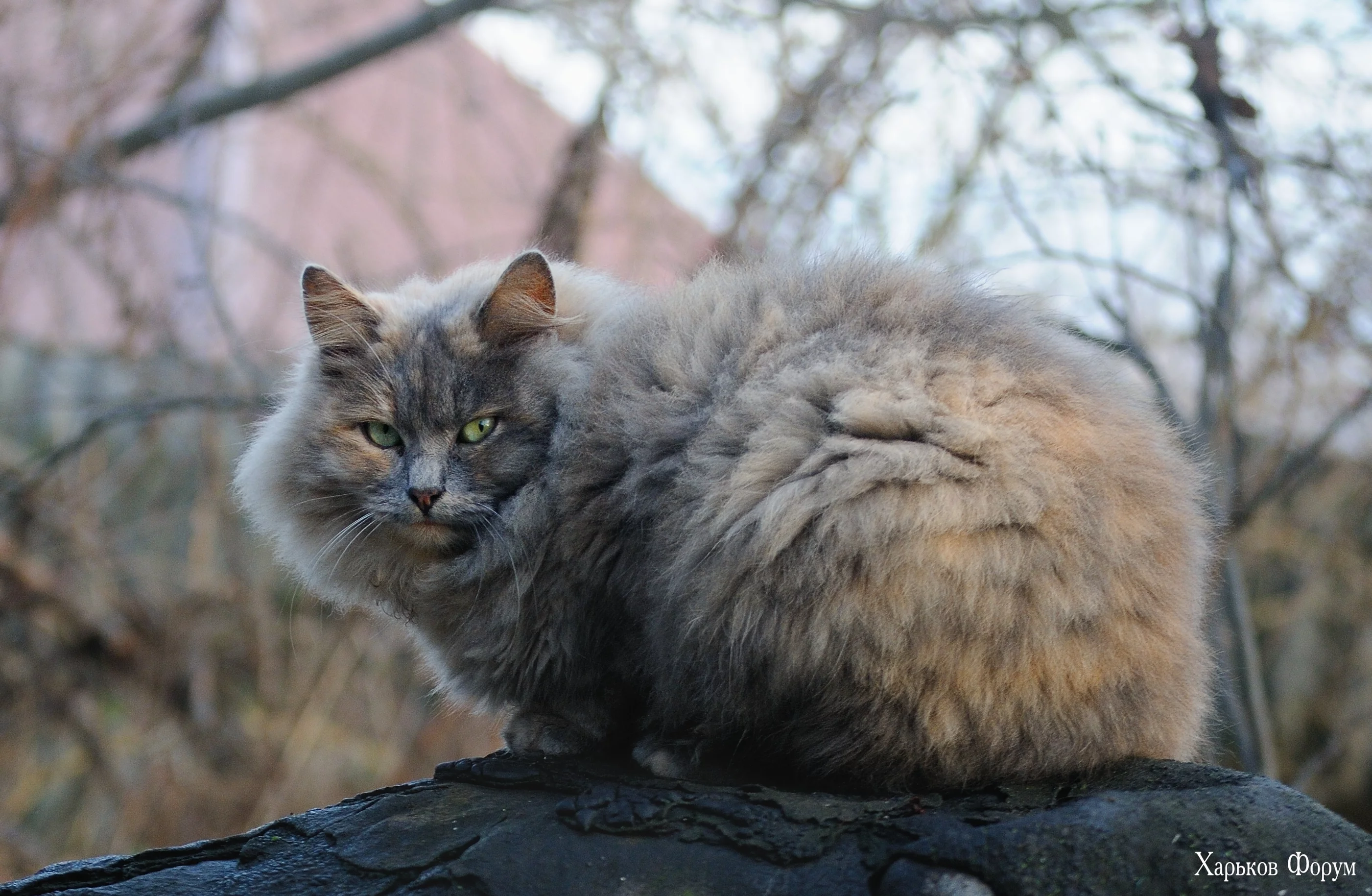 DSC_0503.webp