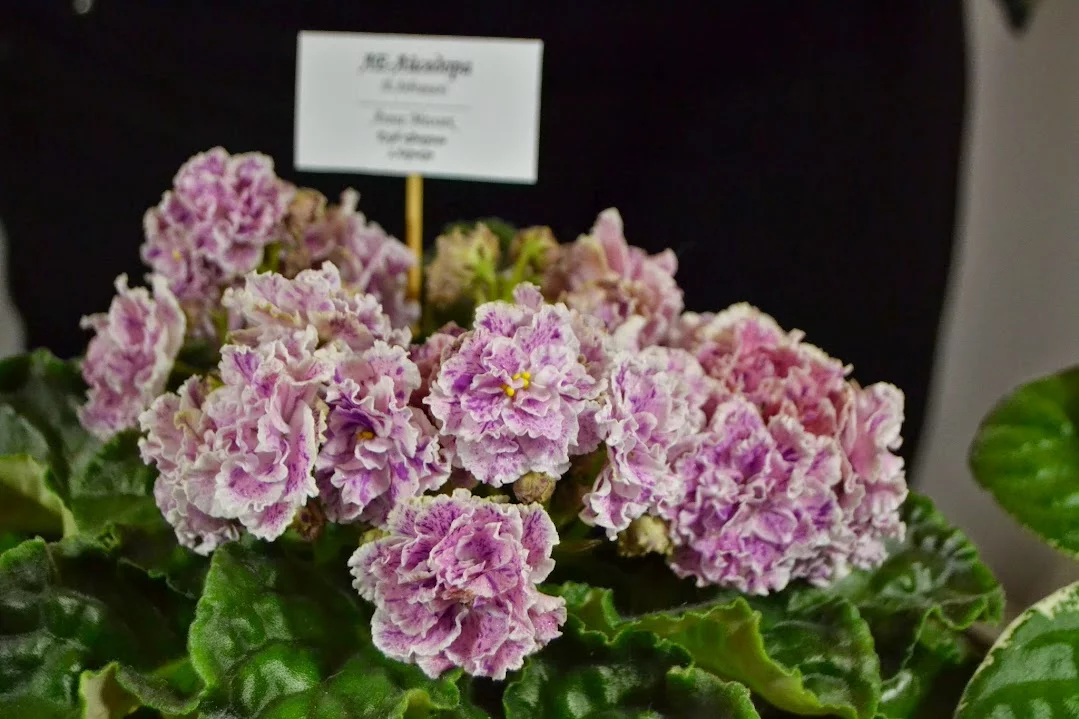DSC_0733.webp